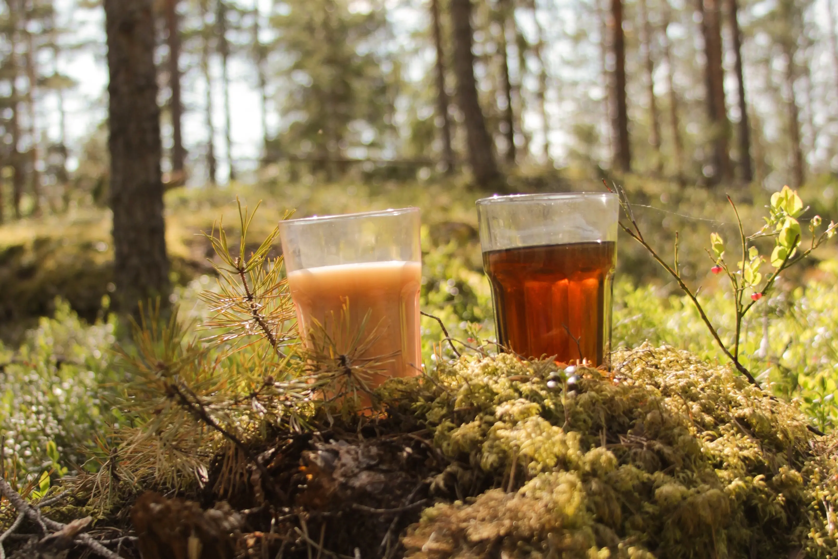 Kaksi teemukia metsässä